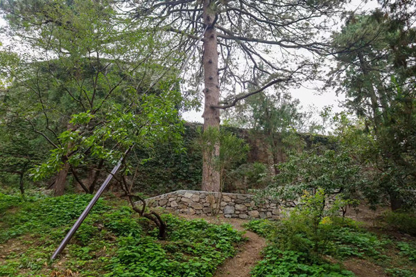 北京香山公園設立首個古樹保護示范區