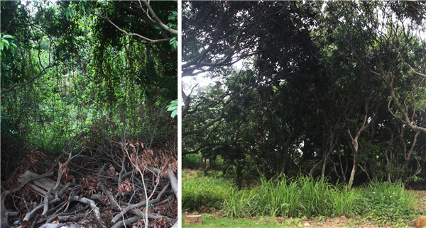 園冶杯參賽作品丨深圳市光明區(qū)荔枝公園
