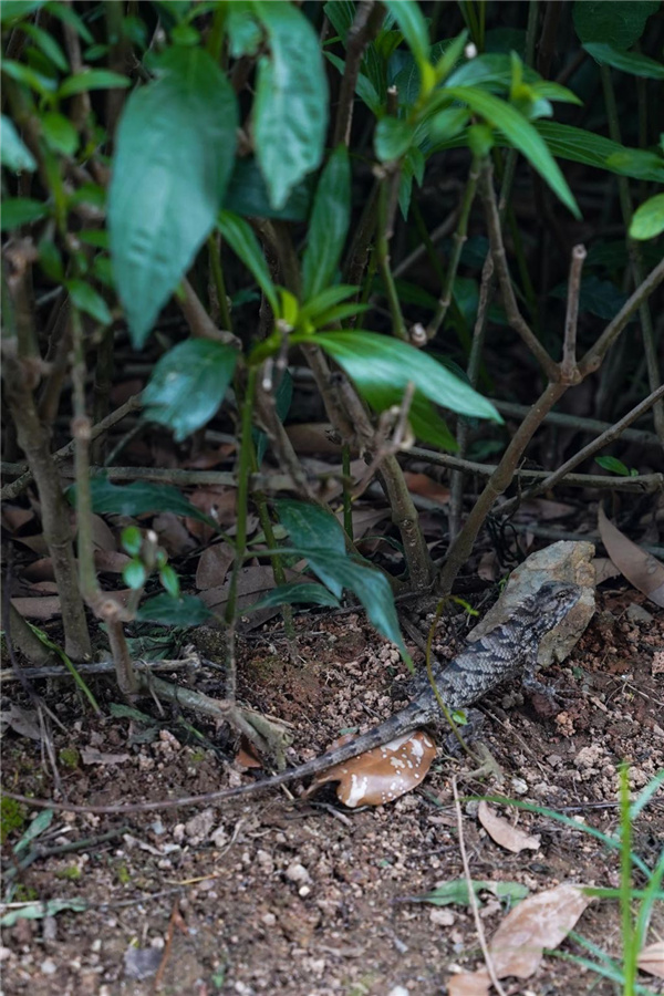 園冶杯參賽作品丨深圳市光明區(qū)荔枝公園