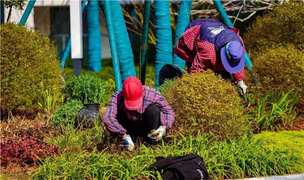 園冶杯參賽作品丨金地翡翠星辰一期景觀花境工程