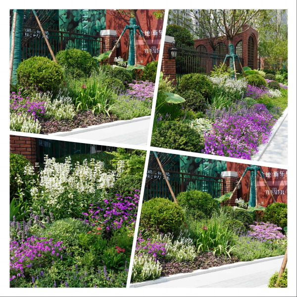 園冶杯參賽作品丨金地新樂里項目景觀花境工程
