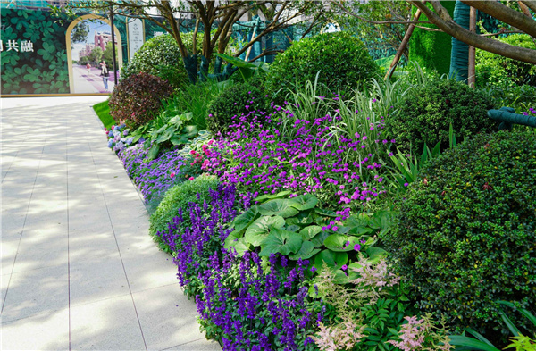 園冶杯參賽作品丨金地新樂里項目景觀花境工程