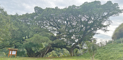 福建福州采取多種措施保護古樹名木
