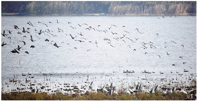 杭州錢塘大灣區濕地公園獲正式批復