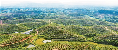 我國(guó)林草產(chǎn)業(yè)健康發(fā)展