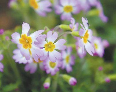 看植物園如何帶大家體驗大自然的美好