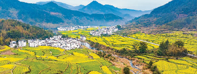 油菜花開出農旅新“花”樣