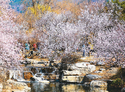 去國(guó)家植物園賞桃花