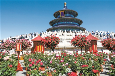 2024北京月季文化節(jié)開幕 11展區(qū)超3000種月季爭奇斗艷