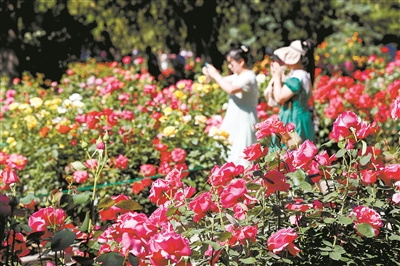 2024北京月季文化節(jié)開幕 11展區(qū)超3000種月季爭奇斗艷