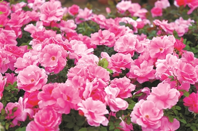 2024北京月季文化節(jié)開幕 11展區(qū)超3000種月季爭奇斗艷