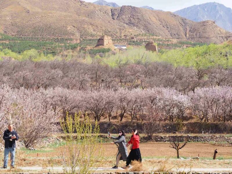長城內外百花香 ——長城國家文化公園建設巡禮