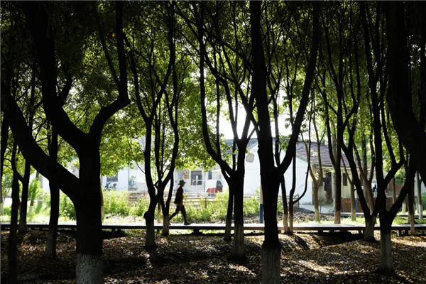 平介設(shè)計丨震澤“五美三優(yōu)”鄉(xiāng)村景觀改造