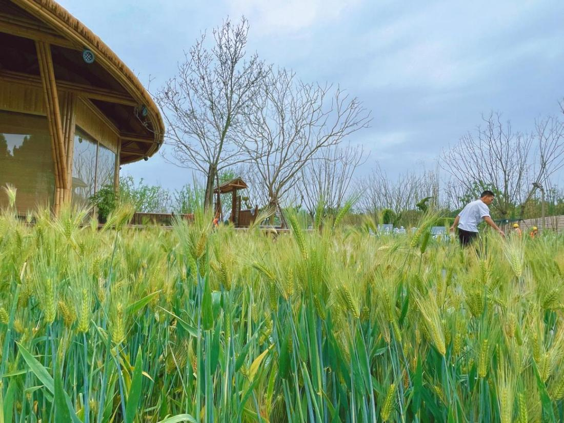 成都農(nóng)業(yè)科技職業(yè)學(xué)院展園