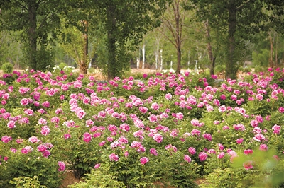 北京林業大學的“繁花”創新之路