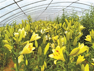 北京林業大學的“繁花”創新之路