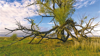 搭建文旅新場(chǎng)景:阿勒泰,牧歌聲里看草原