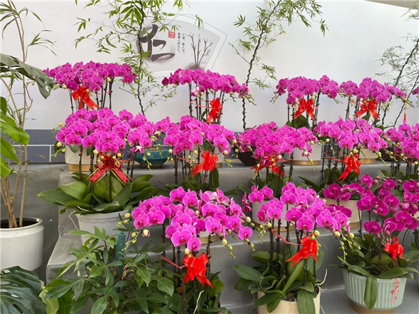 花漾齊魯喜迎新春 濟南園林花市暨2025年宵花節(jié)盛大開幕