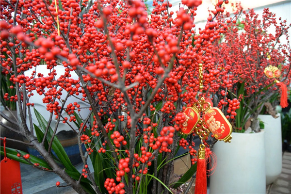 花漾齊魯喜迎新春 濟南園林花市暨2025年宵花節(jié)盛大開幕