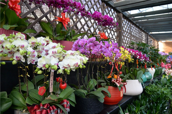 花漾齊魯喜迎新春 濟南園林花市暨2025年宵花節(jié)盛大開幕