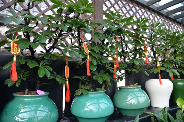 花漾齊魯喜迎新春 濟南園林花市暨2025年宵花節(jié)盛大開幕