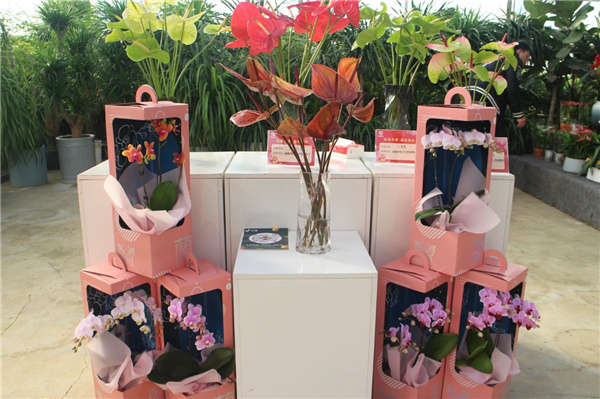 花漾齊魯喜迎新春 濟南園林花市暨2025年宵花節(jié)盛大開幕