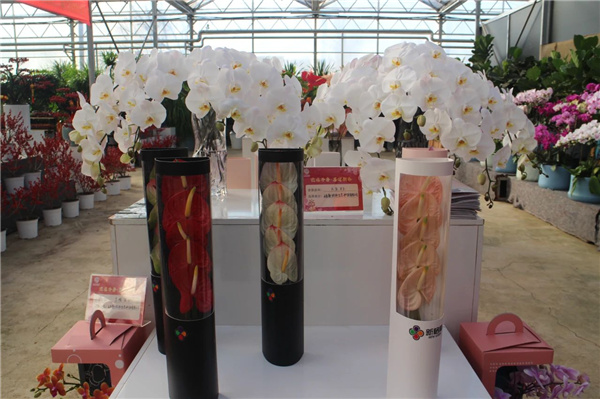 花漾齊魯喜迎新春 濟南園林花市暨2025年宵花節(jié)盛大開幕