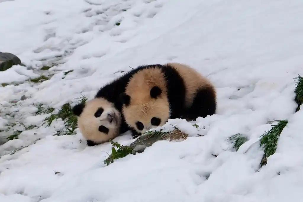 中法兩國國家公園正式建立結(jié)對合作