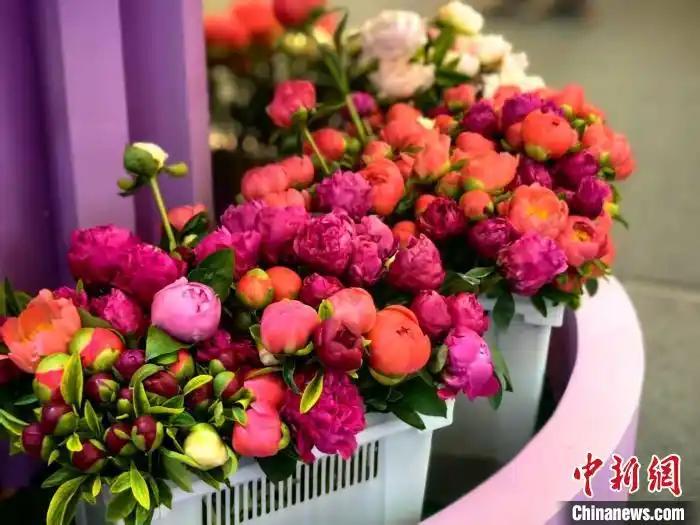 中國國際花卉園藝展覽會在上海舉行