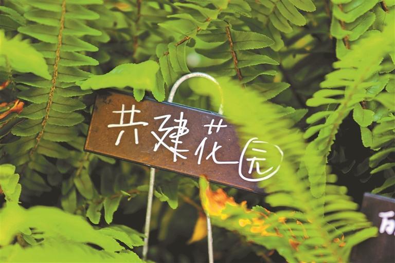 深圳：建設城市里的公園與公園里的城市