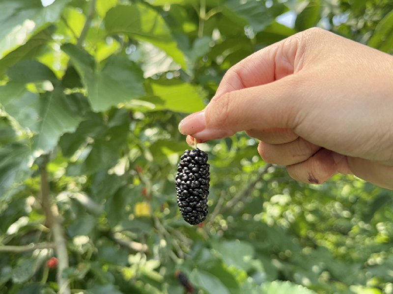 海淀桑葚：紫黑里的千年甜意