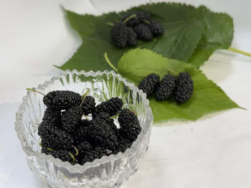 海淀桑葚：紫黑里的千年甜意