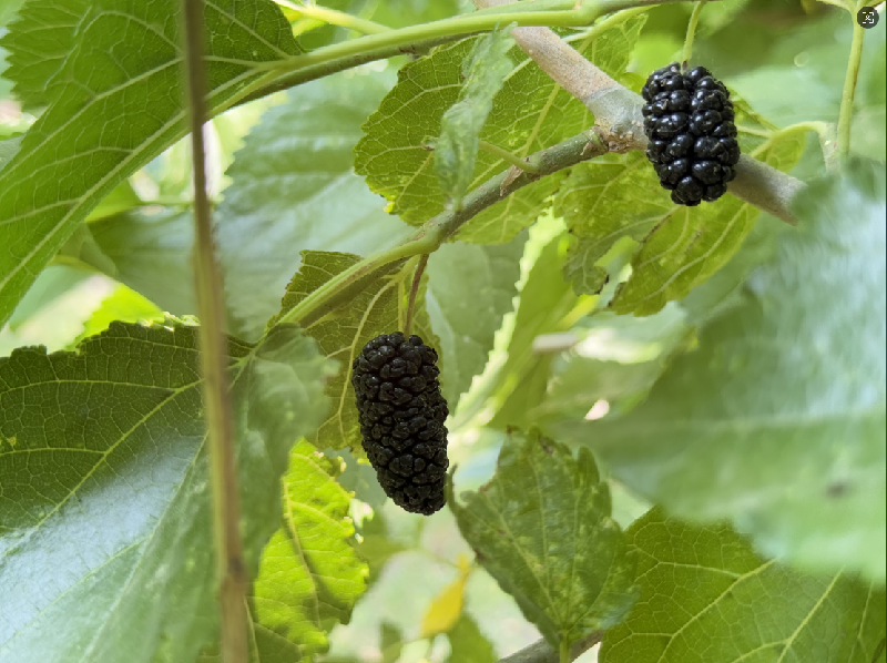 海淀桑葚：紫黑里的千年甜意