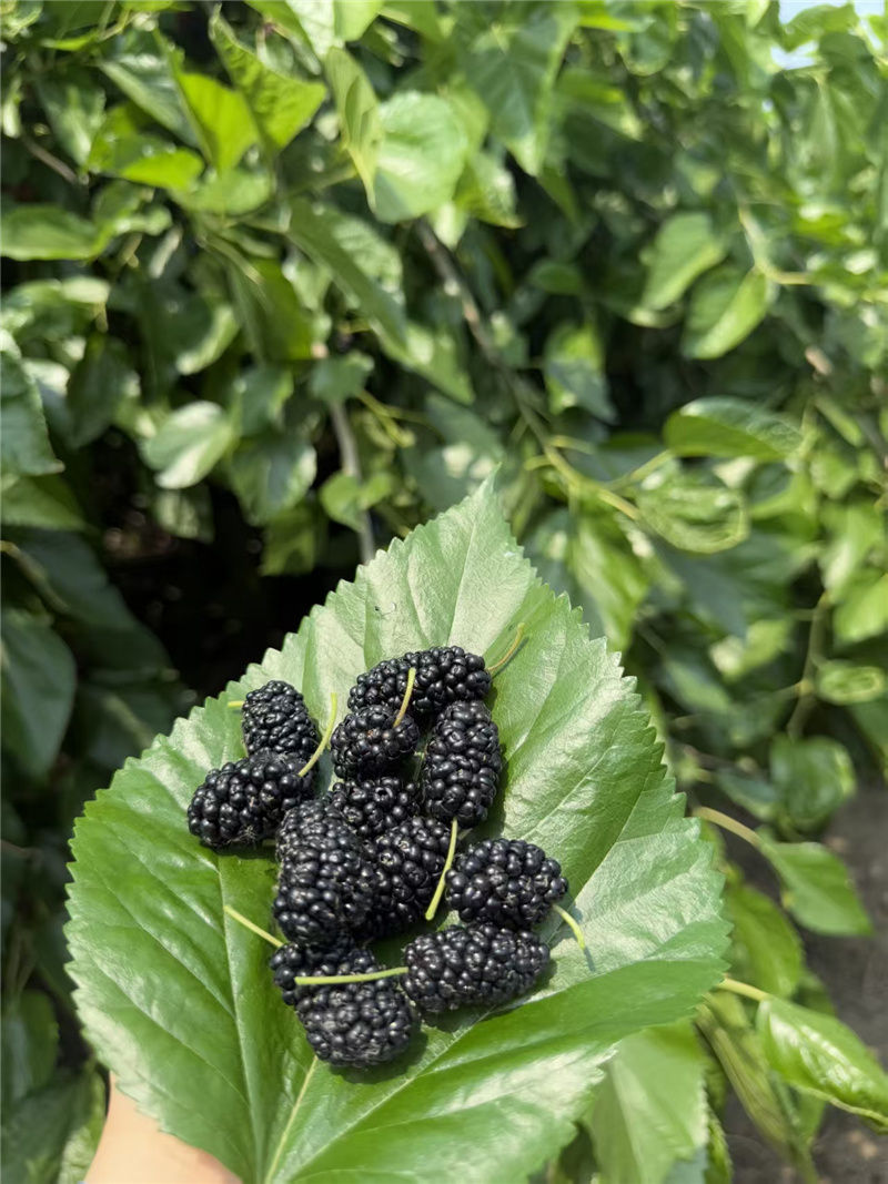 海淀桑葚：紫黑里的千年甜意