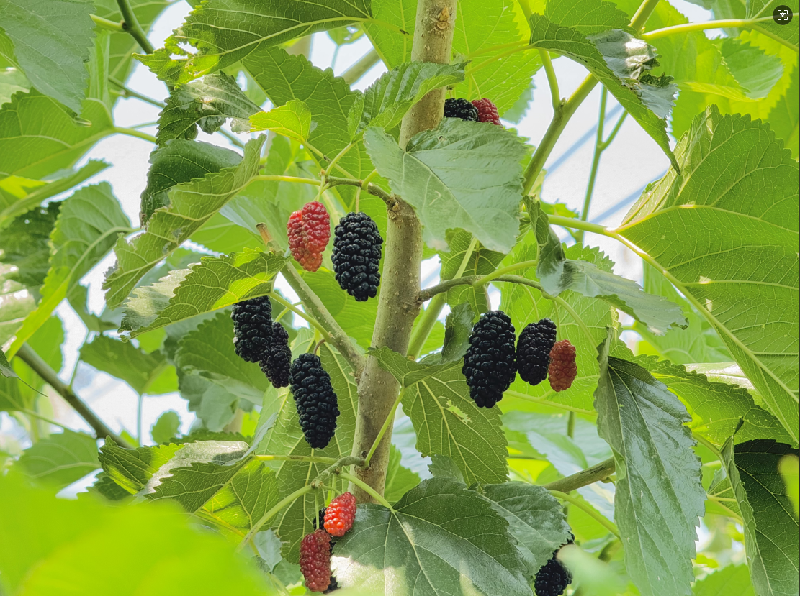 海淀桑葚：紫黑里的千年甜意