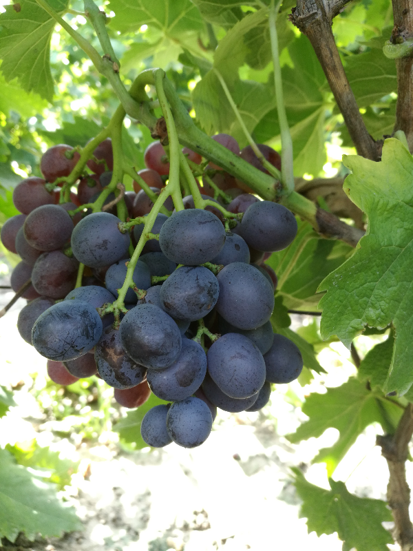 海淀葡萄：時光里的酸甜味道