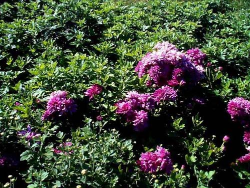 美國愛荷華州園林景觀