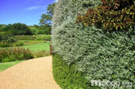 南非克斯騰伯什植物園 