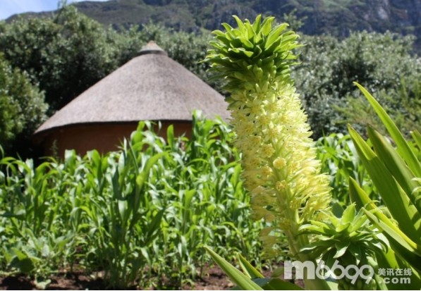 南非克斯騰伯什植物園 