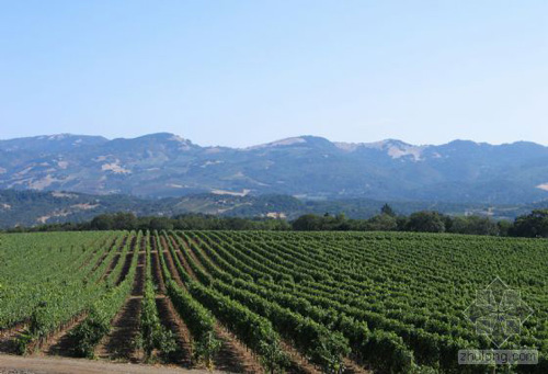 加州索諾瑪葡萄園