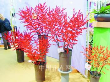 北美冬青上央視春晚 為喜慶節日添了無限生機