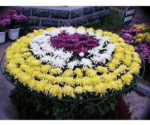 揭秘造型植物(二)：造型菊