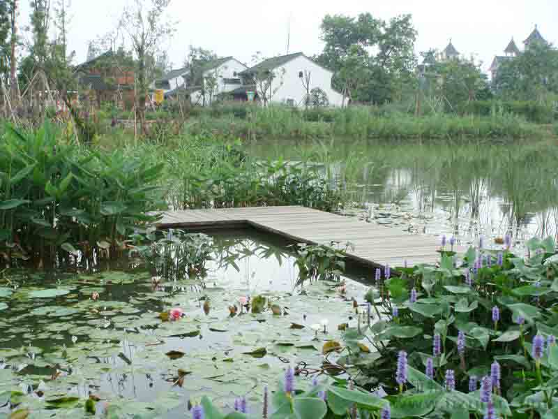杭州 西溪 濕地
