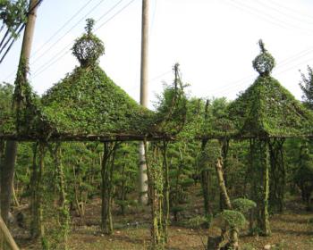 揭秘造型植物(三)：小葉女貞