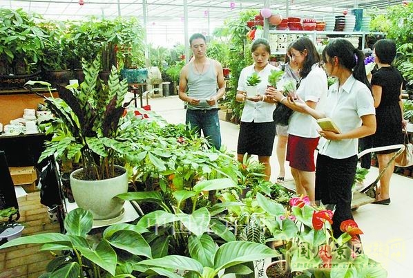 安徽：歙縣賣(mài)花漁村盆景淡季熱銷(xiāo)