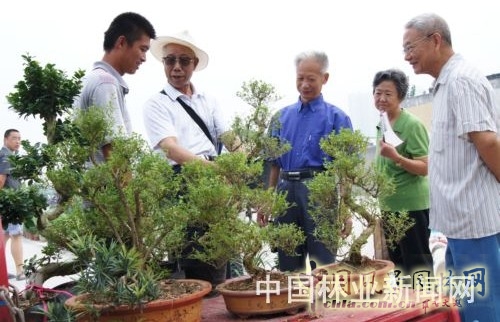 幾位老人在選購六月雪盆景