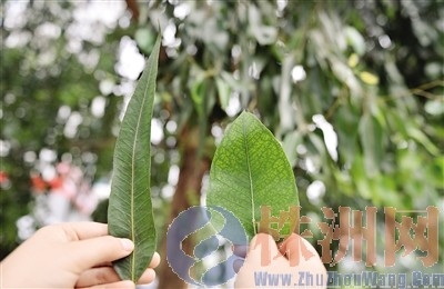 位于嵩山路上的赤桉樹上長了兩種葉子，實屬罕見