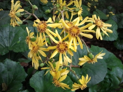 上海：共青森林公園大吳風子草盛開了 秋意盛濃