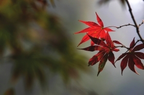 湖南：長沙岳麓山楓葉漸紅 半個月后更美