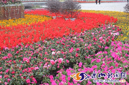 鮮花扮靚樂山城